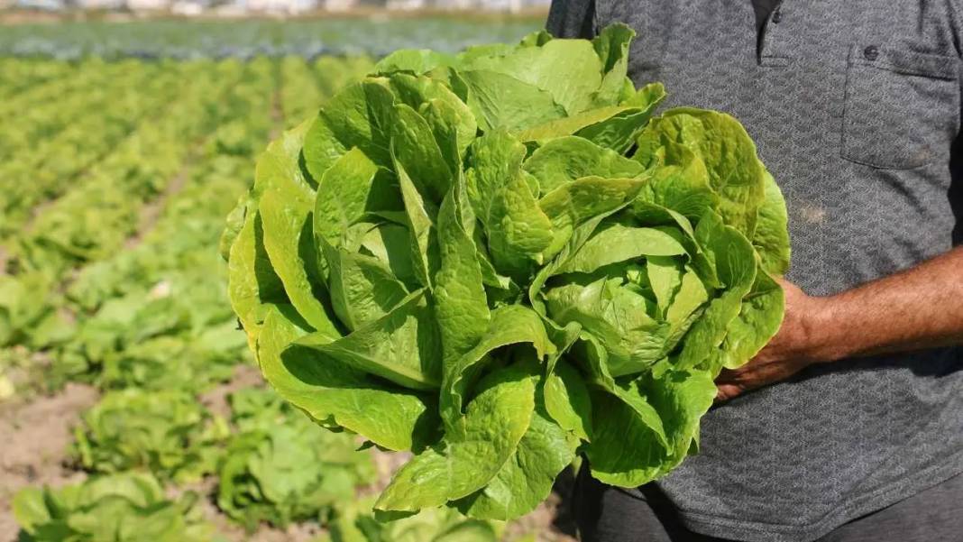 Hatay’da Marul Hasadı Erken Başladı: Tarlada 25, Reyonda 70 TL! 7